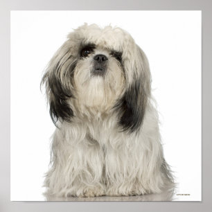 Poster Tibetano Terrier Puppy