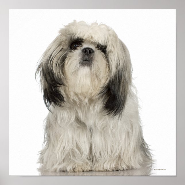 Poster Tibetano Terrier Puppy (Frente)