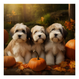 Pôster Tibetano Terrier Puppy Autumn Delight Pumpkin