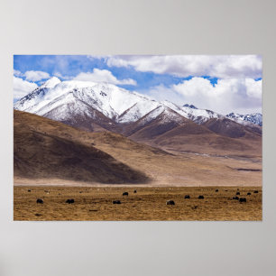 Poster Tibete - Paisagem de montanha com iaques