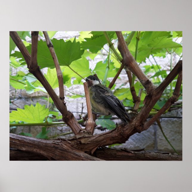 Poster Tidi my Bird the Parus Major (Frente)