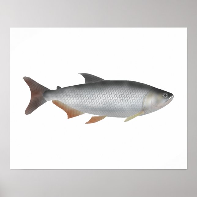 Poster Tiete tetra (Frente)
