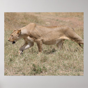 Poster tigela de leão