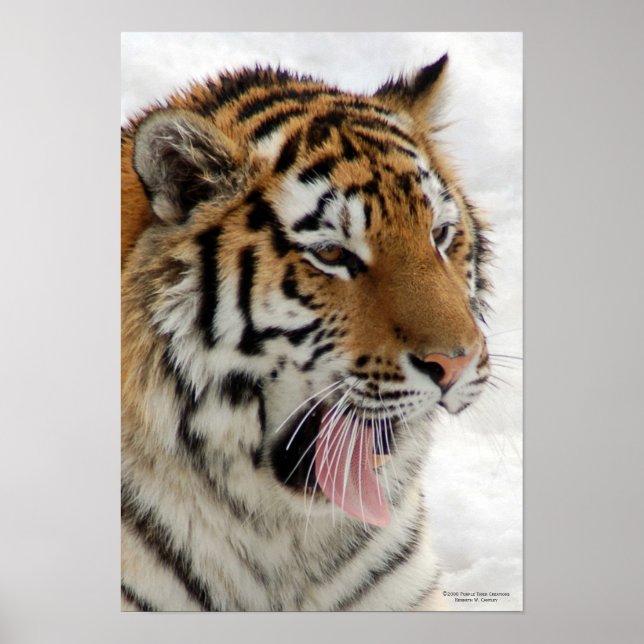 Poster Tiger (Frente)