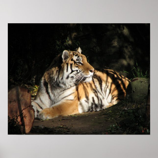 Poster Tiger (Frente)