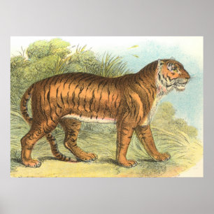 Pôster Tiger