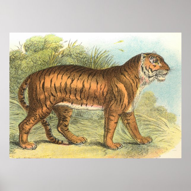 Pôster Tiger (Frente)