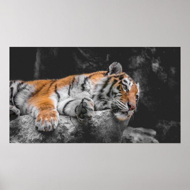 Poster Tiger (Frente)