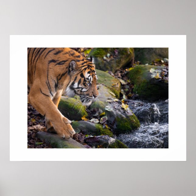 Poster Tiger (Frente)