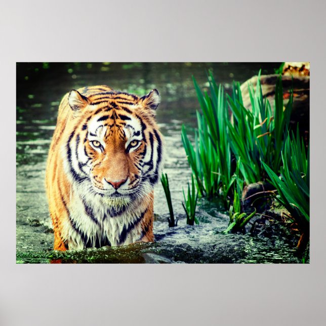 Poster Tiger (Frente)
