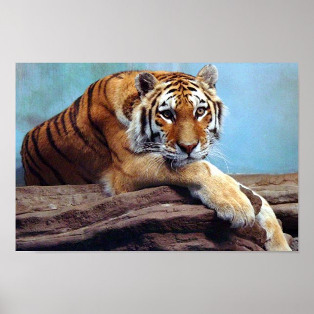 Poster Tiger (Frente)