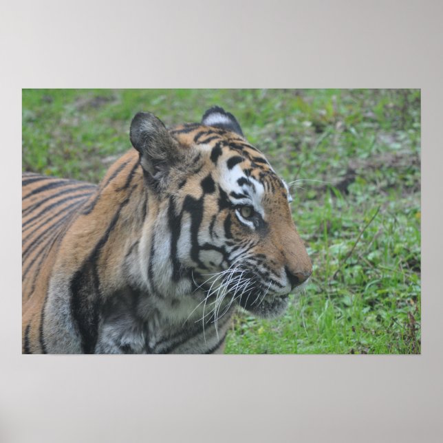Poster Tiger (Frente)