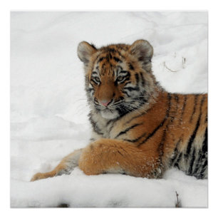 Pôster Tiger_2015_0101