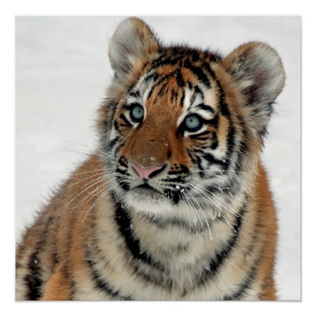 Pôster Tiger_2015_0108 (Frente)