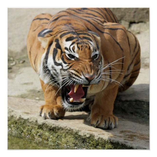 Pôster Tiger_2015_0156 (Frente)