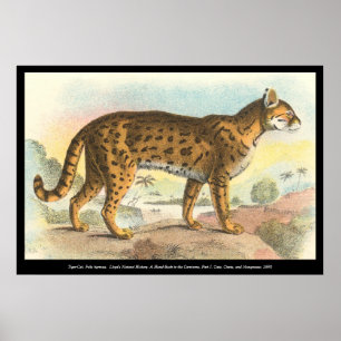 Pôster Tiger-Cat