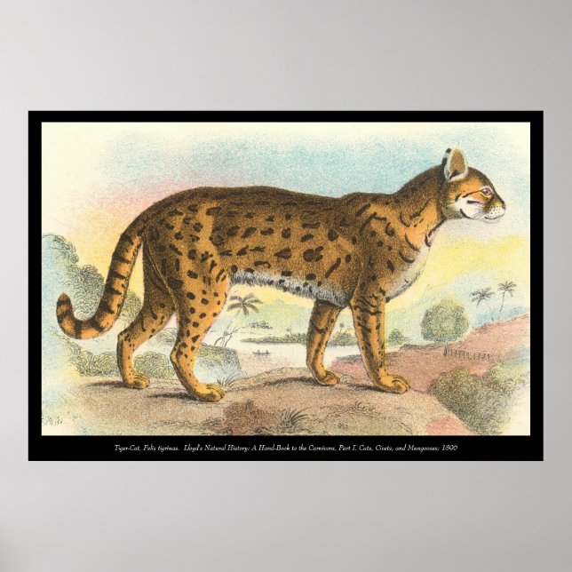Pôster Tiger-Cat (Frente)