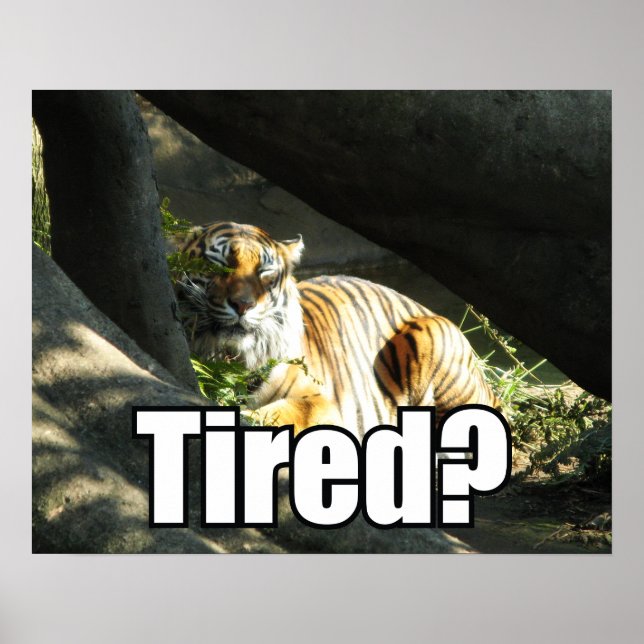 Poster Tiger Catnap (Frente)