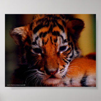 Poster Tiger Cub - Foto De John A. Sylveste...