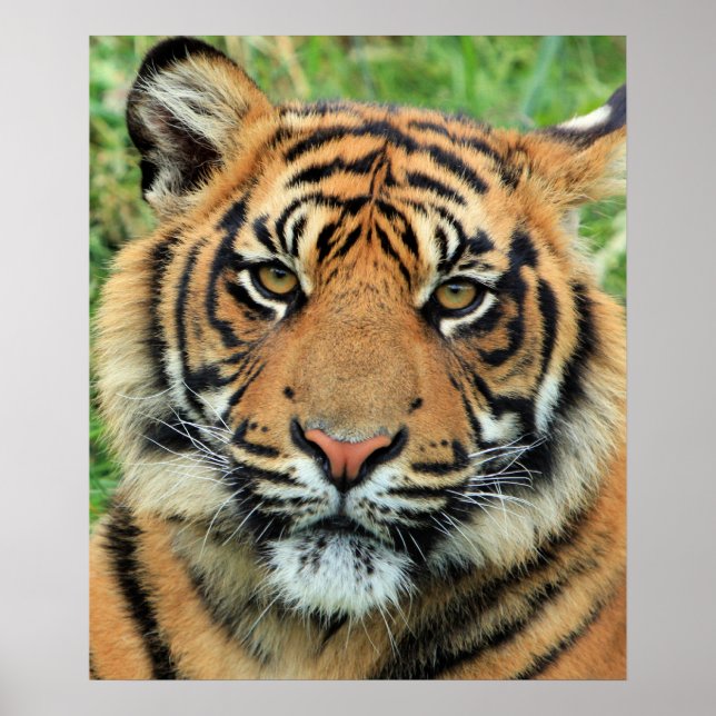 Poster Tiger Cub Portrait (Frente)