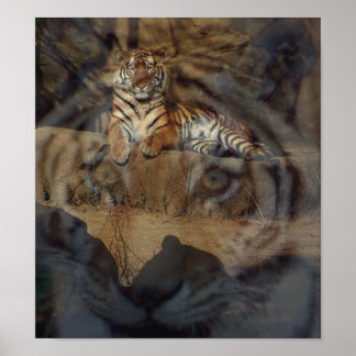 Poster Tiger Doubletake