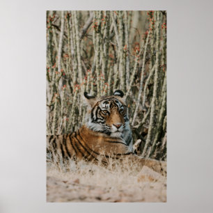 POSTER TIGER IN THE WILD RESTING