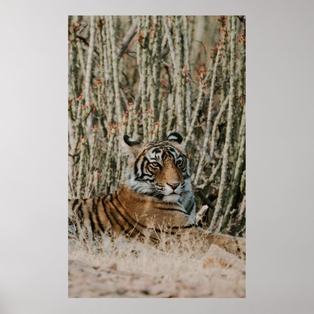 POSTER TIGER IN THE WILD RESTING (Frente)