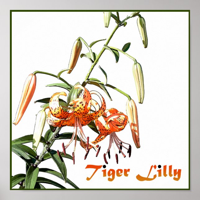 Poster Tiger Lilly (Frente)