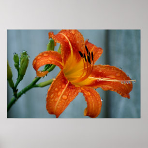 Poster Tiger Lily