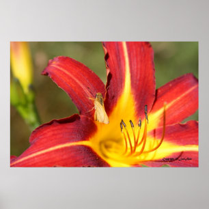 Pôster Tiger Lily e Amigo