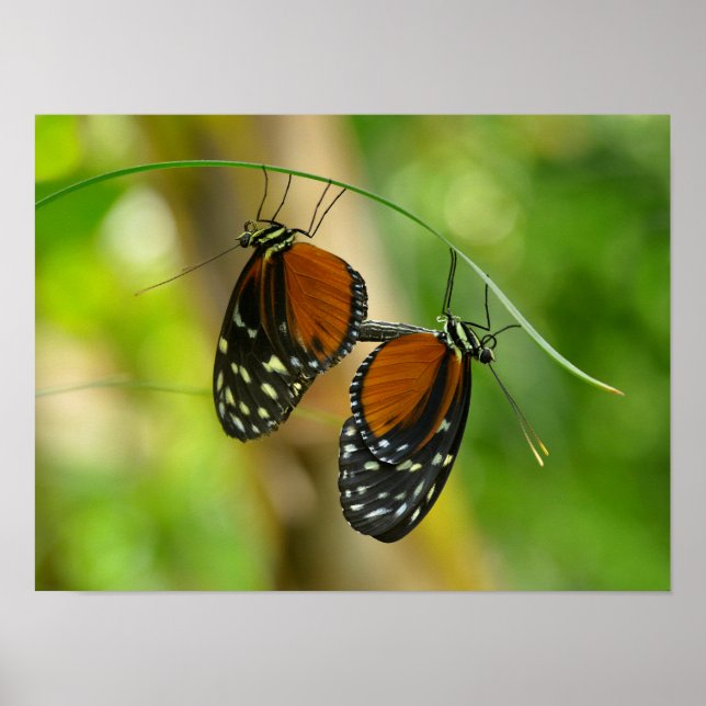 Poster Tiger Longwing butterfly (Frente)