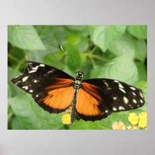 Pôster Tiger Longwing Butterfly Print