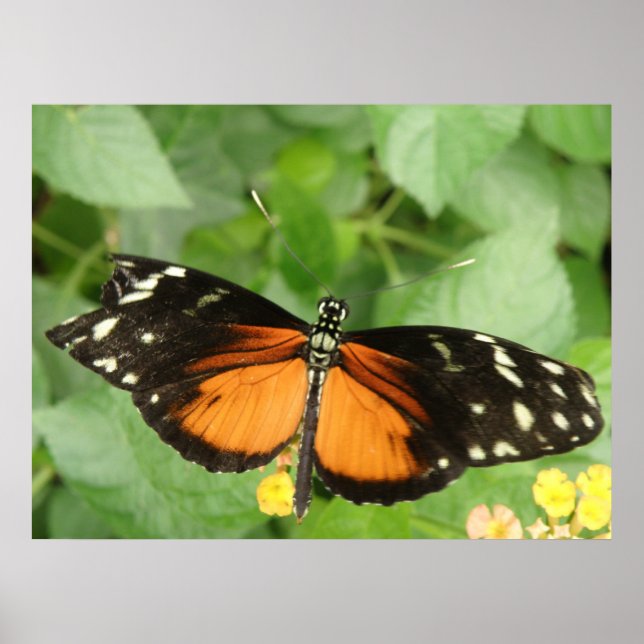 Pôster Tiger Longwing Butterfly Print (Frente)