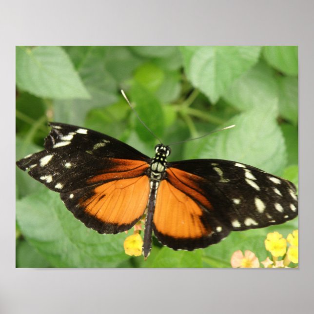 Pôster Tiger Longwing Butterfly Print (Frente)