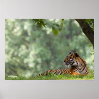Tiger Lounging Beneath a Tree