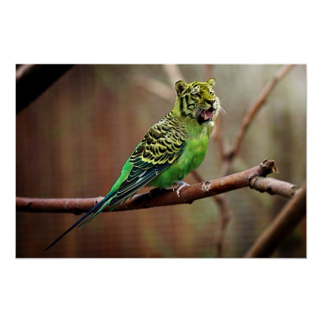 Pôster Tiger Parakeet (Frente)
