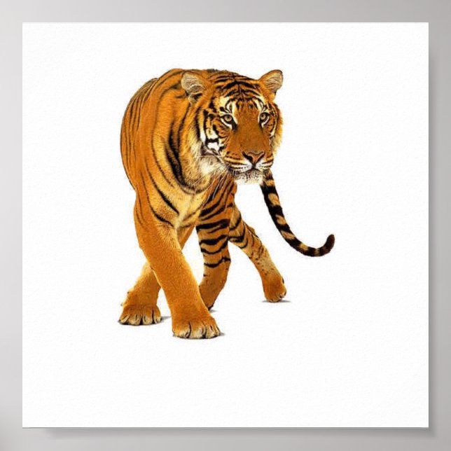 Poster Tiger Prowl (Frente)