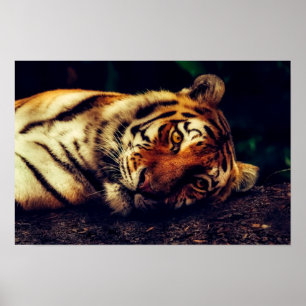 Poster Tiger te observando
