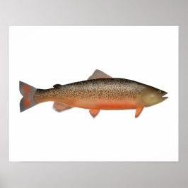 Poster Tiger Trout