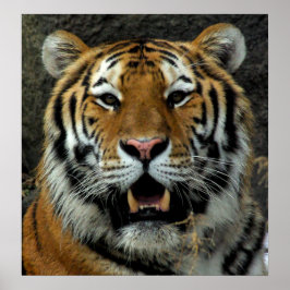 Pôster Tiger, venha aqui e diga isso!