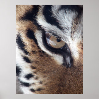 Poster Tigers Eye