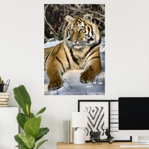 Pôster Tigers Lovers Art
