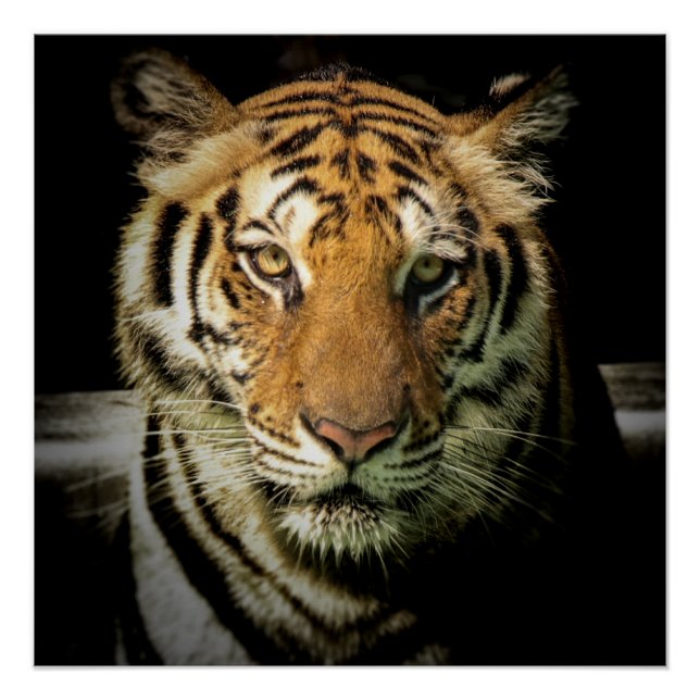 Pôster tigre (Frente)
