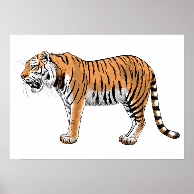 Poster Tigre (Frente)