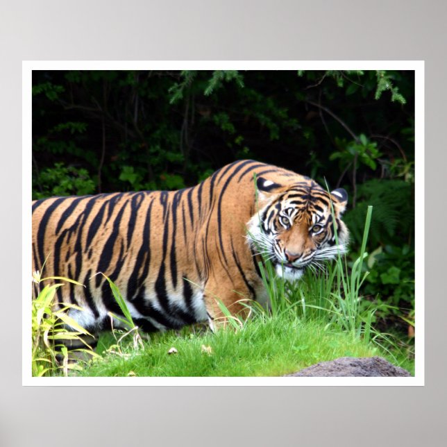 Pôster Tigre (Frente)