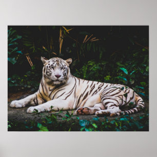 Poster Tigre