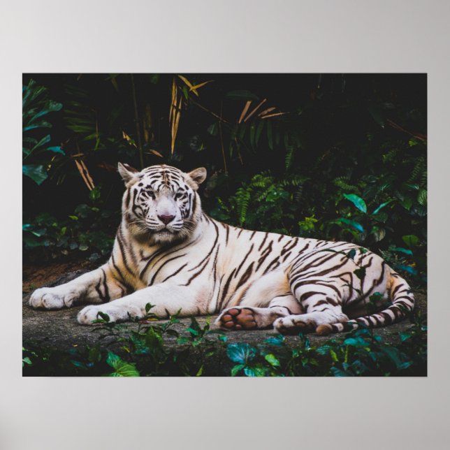 Poster Tigre (Frente)