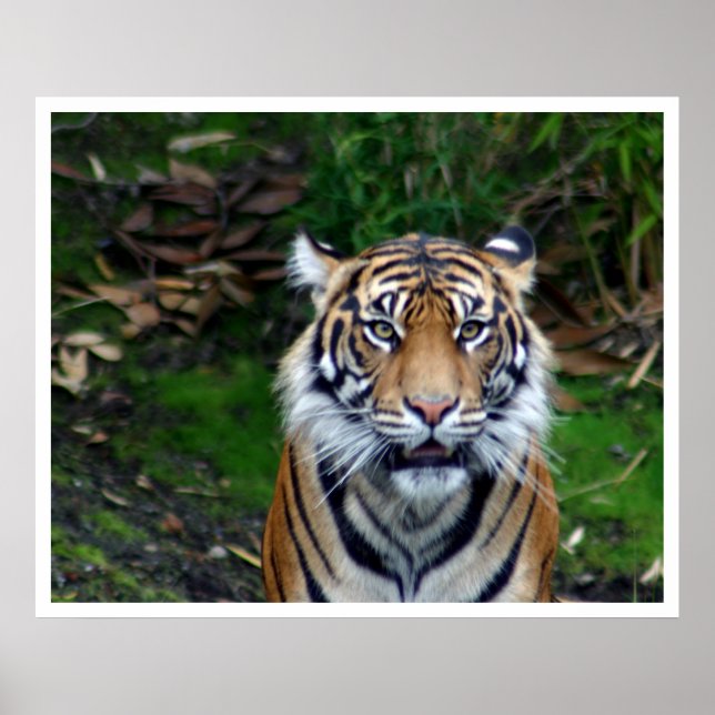 Pôster Tigre (Frente)