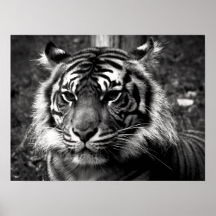 Poster Tigre