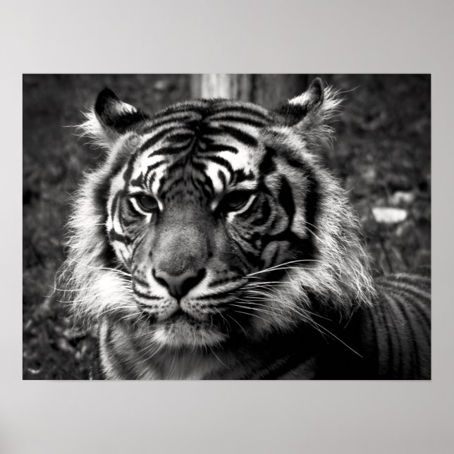 Poster Tigre (Frente)
